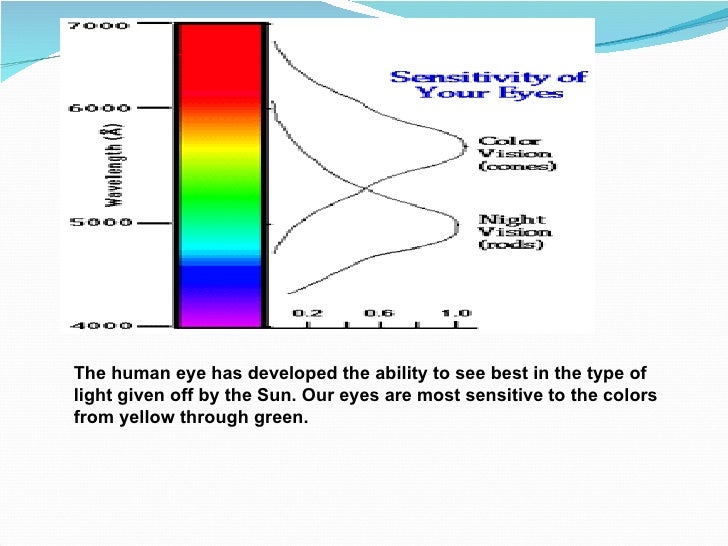 How plant absorb sunlight