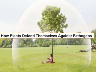 How Plants Defend Themselves Against Pathogens
 
