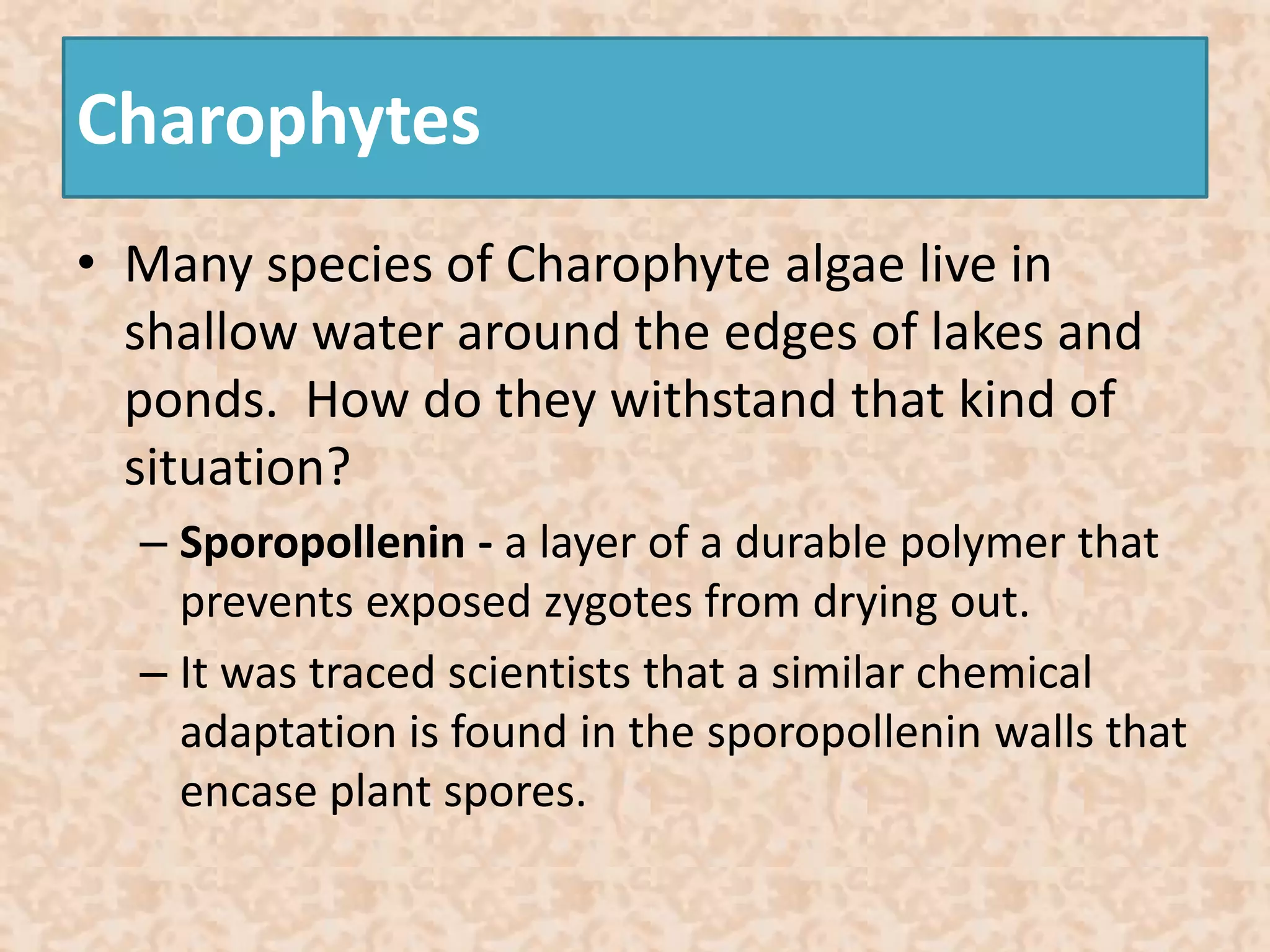 Charophytes 
• Many species of Charophyte algae live in 
shallow water around the edges of lakes and 
ponds. How do they withstand that kind of 
situation? 
– Sporopollenin - a layer of a durable polymer that 
prevents exposed zygotes from drying out. 
– It was traced scientists that a similar chemical 
adaptation is found in the sporopollenin walls that 
encase plant spores. 
 