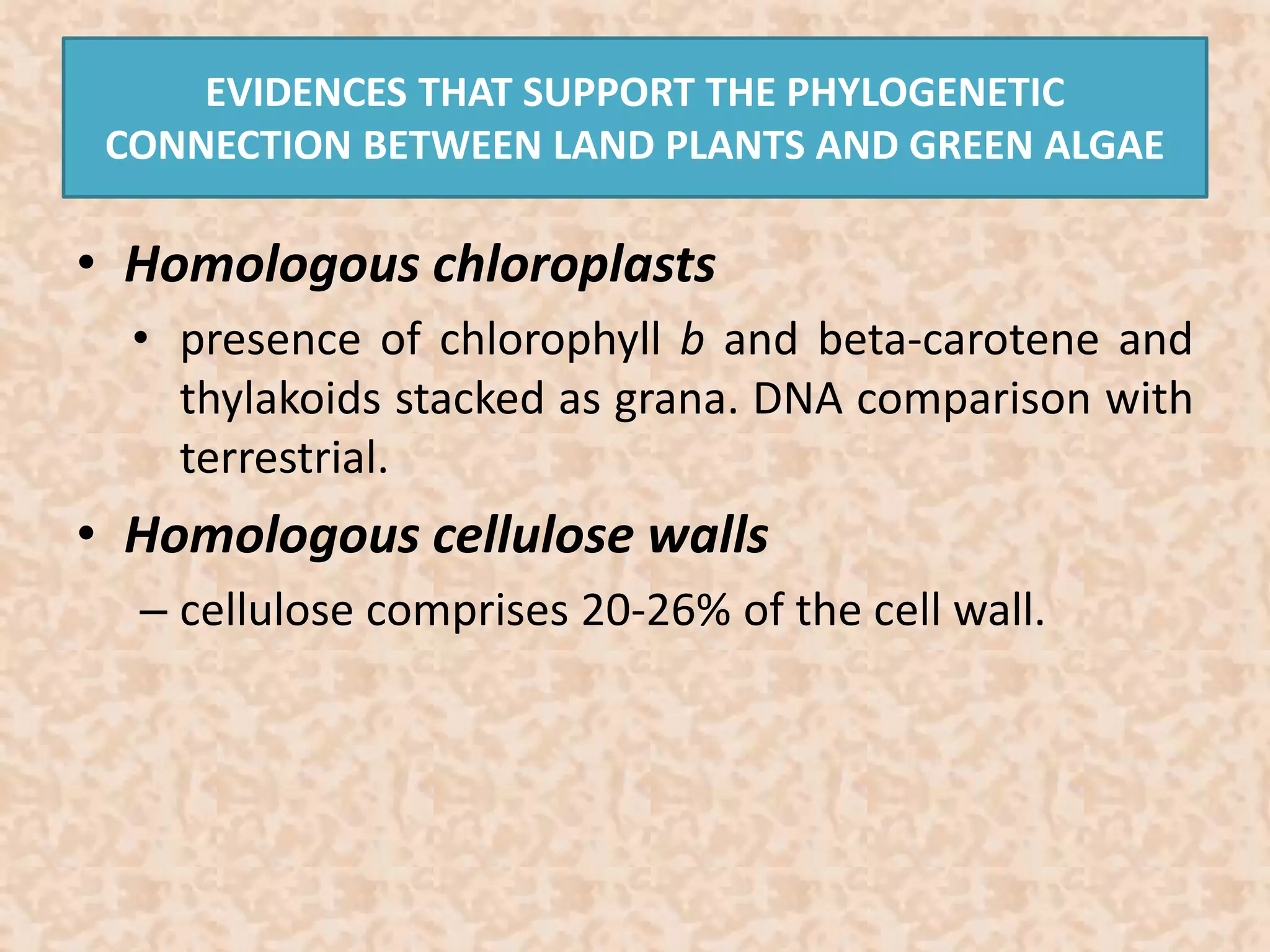 EVIDENCES THAT SUPPORT THE PHYLOGENETIC 
CONNECTION BETWEEN LAND PLANTS AND GREEN ALGAE 
• Homologous chloroplasts 
• presence of chlorophyll b and beta-carotene and 
thylakoids stacked as grana. DNA comparison with 
terrestrial. 
• Homologous cellulose walls 
– cellulose comprises 20-26% of the cell wall. 
 