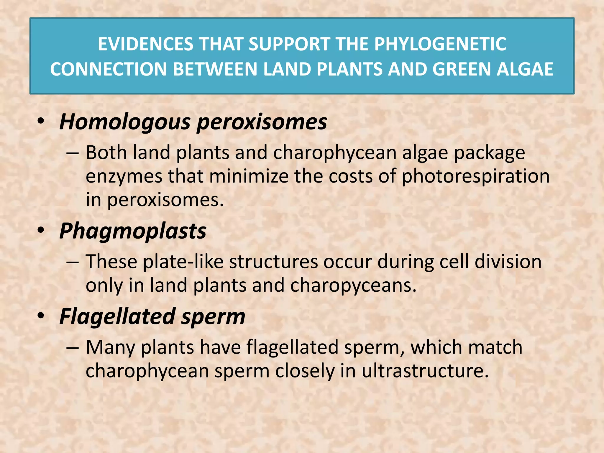 EVIDENCES THAT SUPPORT THE PHYLOGENETIC 
CONNECTION BETWEEN LAND PLANTS AND GREEN ALGAE 
• Homologous peroxisomes 
– Both land plants and charophycean algae package 
enzymes that minimize the costs of photorespiration 
in peroxisomes. 
• Phagmoplasts 
– These plate-like structures occur during cell division 
only in land plants and charopyceans. 
• Flagellated sperm 
– Many plants have flagellated sperm, which match 
charophycean sperm closely in ultrastructure. 
 
