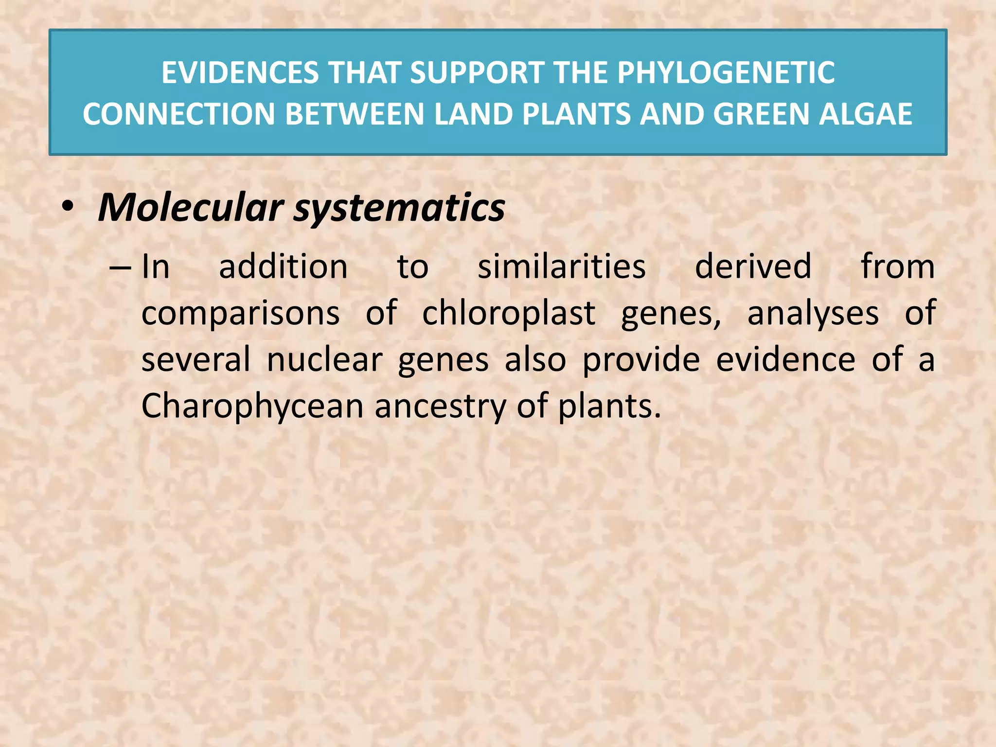 EVIDENCES THAT SUPPORT THE PHYLOGENETIC 
CONNECTION BETWEEN LAND PLANTS AND GREEN ALGAE 
• Molecular systematics 
– In addition to similarities derived from 
comparisons of chloroplast genes, analyses of 
several nuclear genes also provide evidence of a 
Charophycean ancestry of plants. 
 