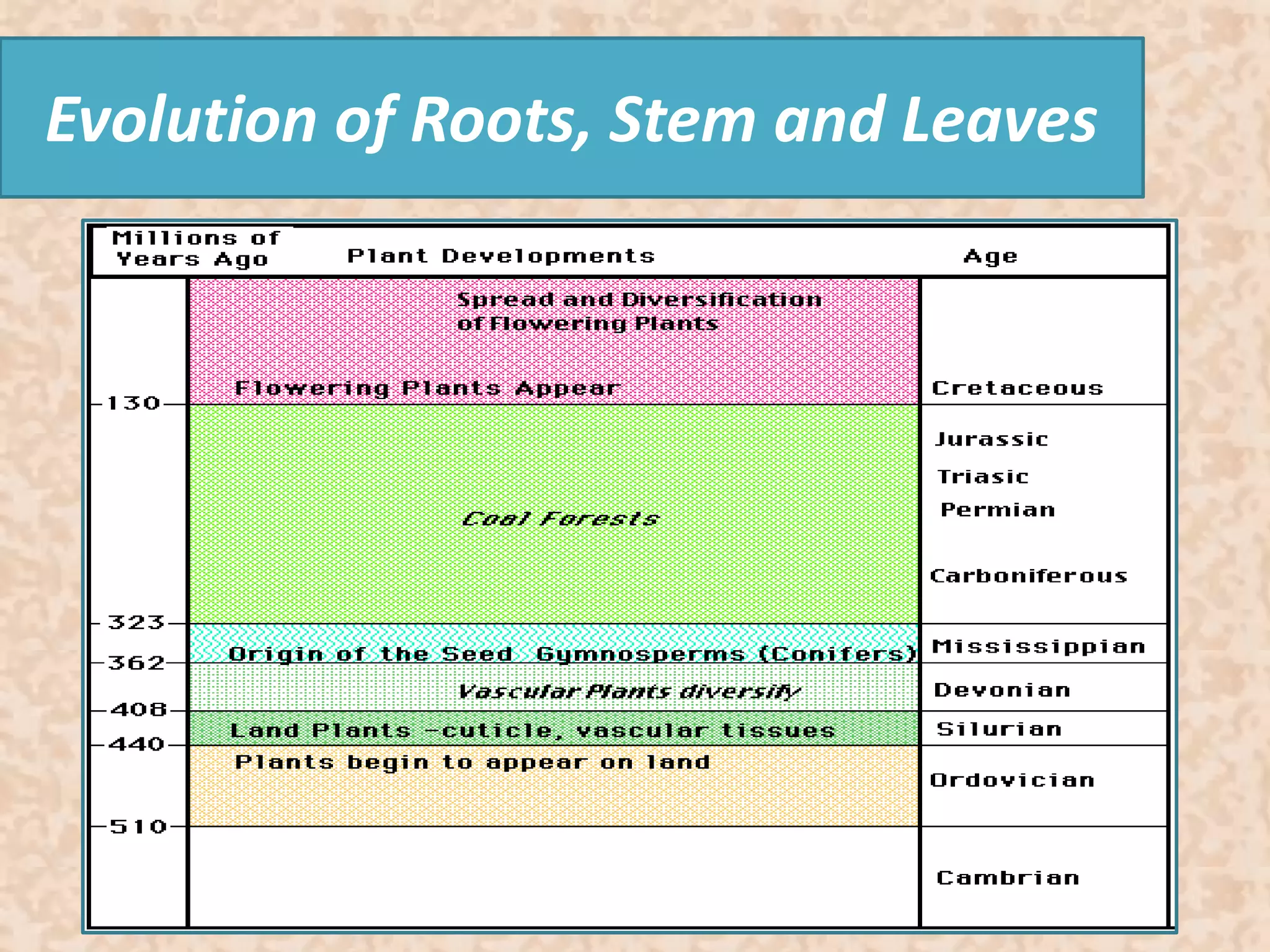 Evolution of Roots, Stem and Leaves 
 