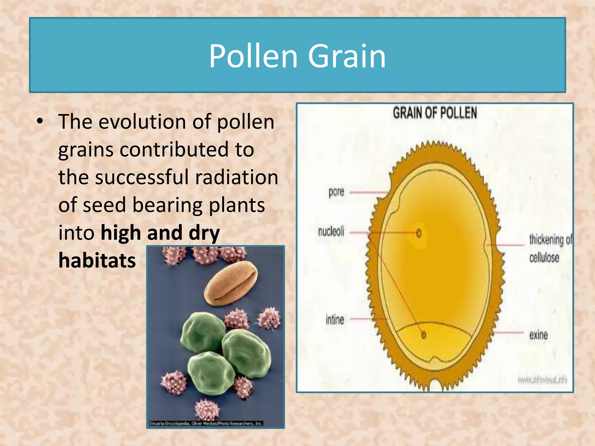 Pollen Grain 
• The evolution of pollen 
grains contributed to 
the successful radiation 
of seed bearing plants 
into high and dry 
habitats 
 
