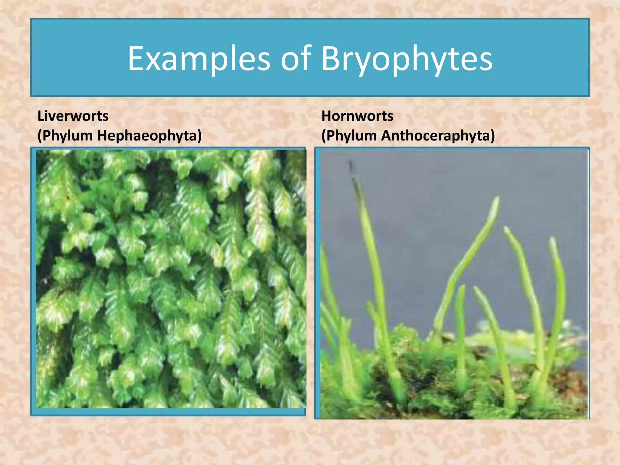 Examples of Bryophytes 
Liverworts 
(Phylum Hephaeophyta) 
Hornworts 
(Phylum Anthoceraphyta) 
 