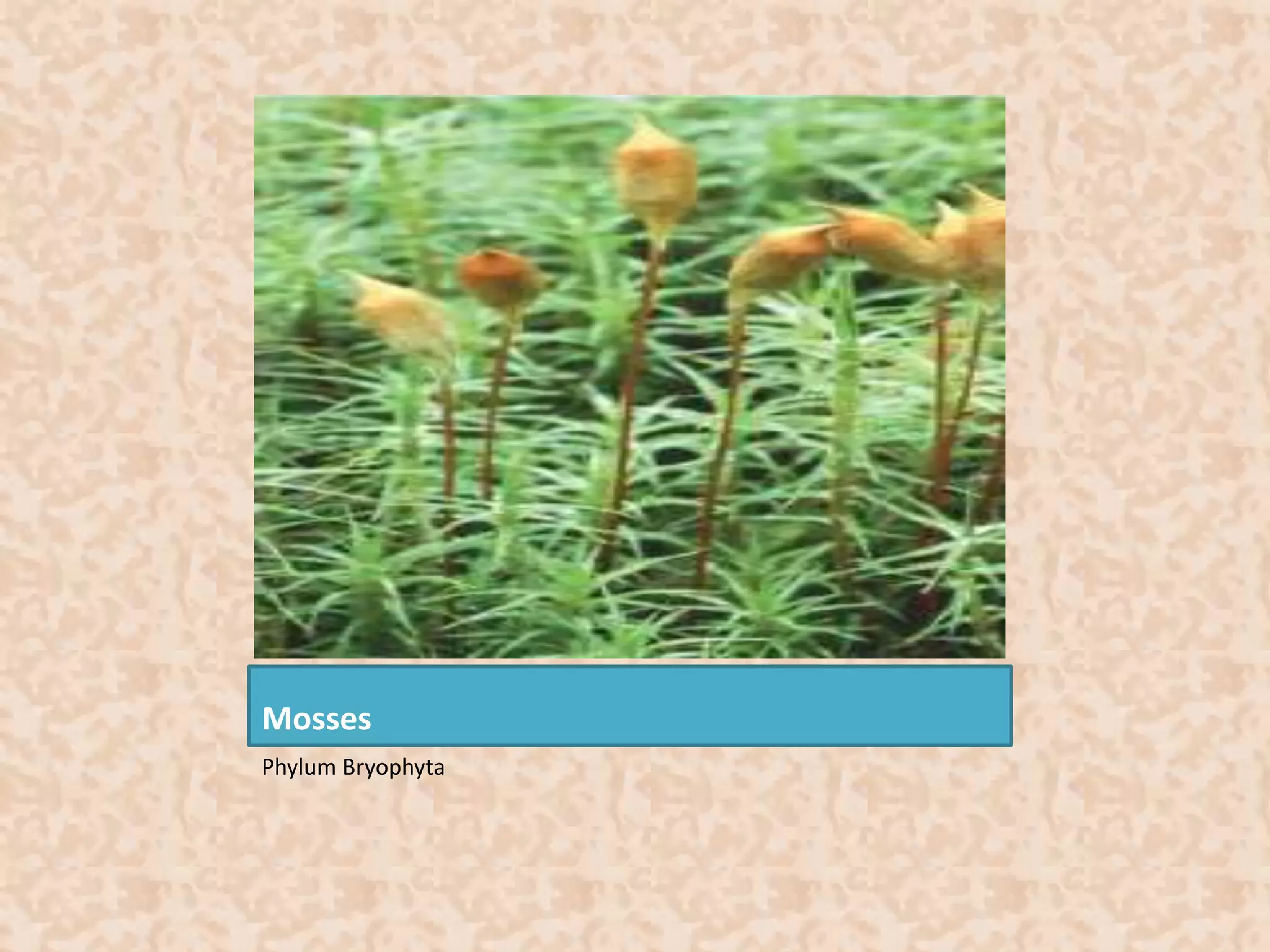 Mosses 
Phylum Bryophyta 
 