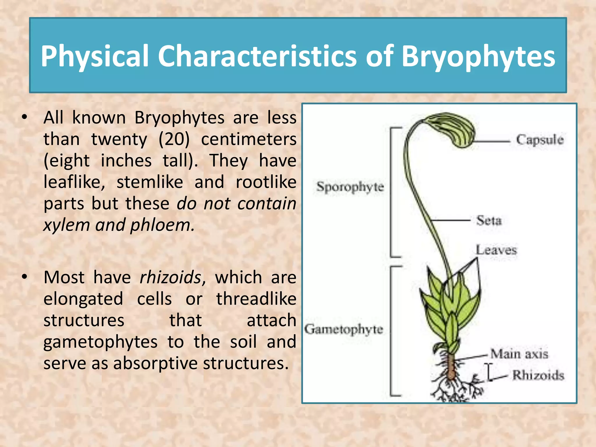 Physical Characteristics of Bryophytes 
• All known Bryophytes are less 
than twenty (20) centimeters 
(eight inches tall). They have 
leaflike, stemlike and rootlike 
parts but these do not contain 
xylem and phloem. 
• Most have rhizoids, which are 
elongated cells or threadlike 
structures that attach 
gametophytes to the soil and 
serve as absorptive structures. 
 