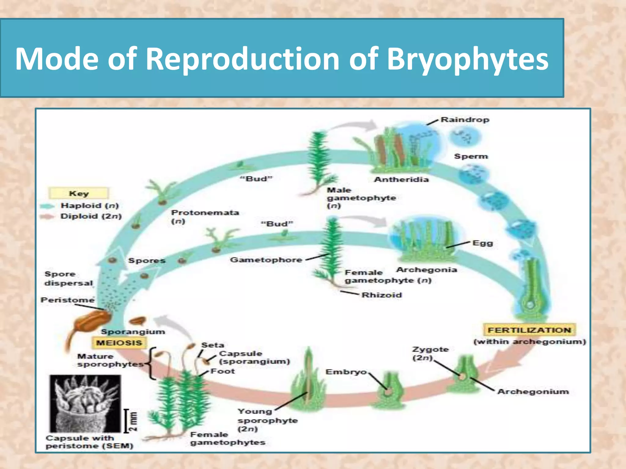 Mode of Reproduction of Bryophytes 
 