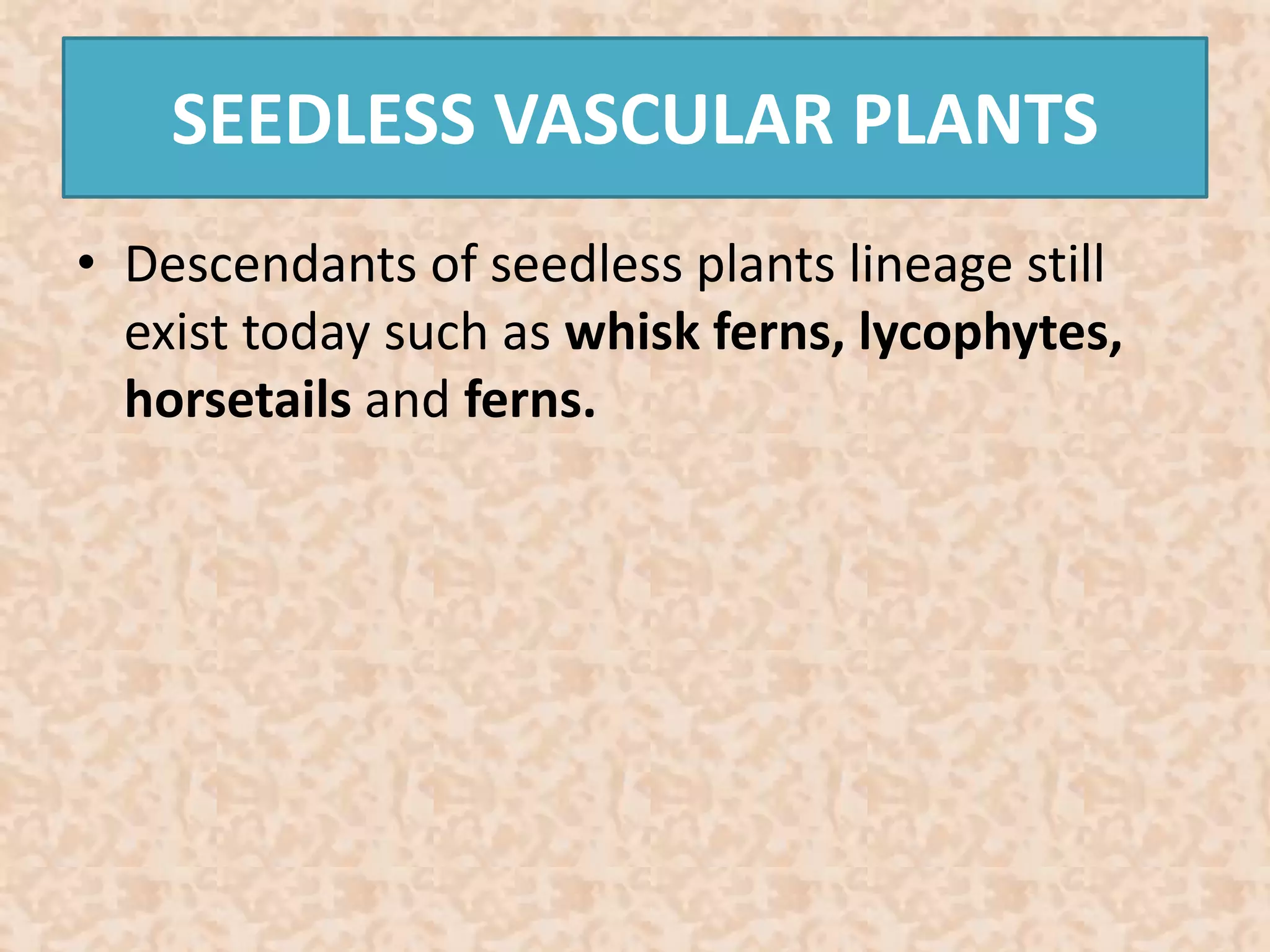 SEEDLESS VASCULAR PLANTS 
• Descendants of seedless plants lineage still 
exist today such as whisk ferns, lycophytes, 
horsetails and ferns. 
 