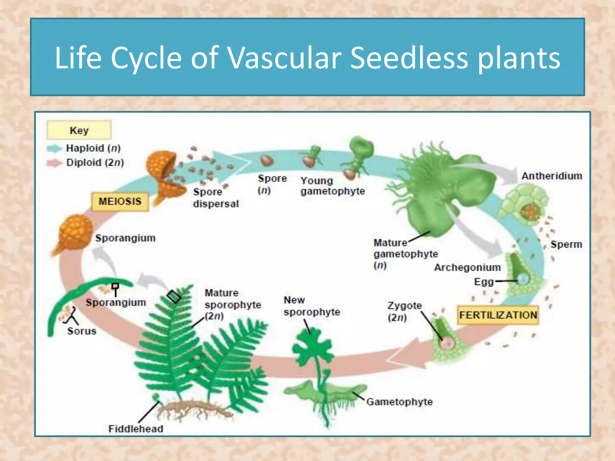 Life Cycle of Vascular Seedless plants 
 