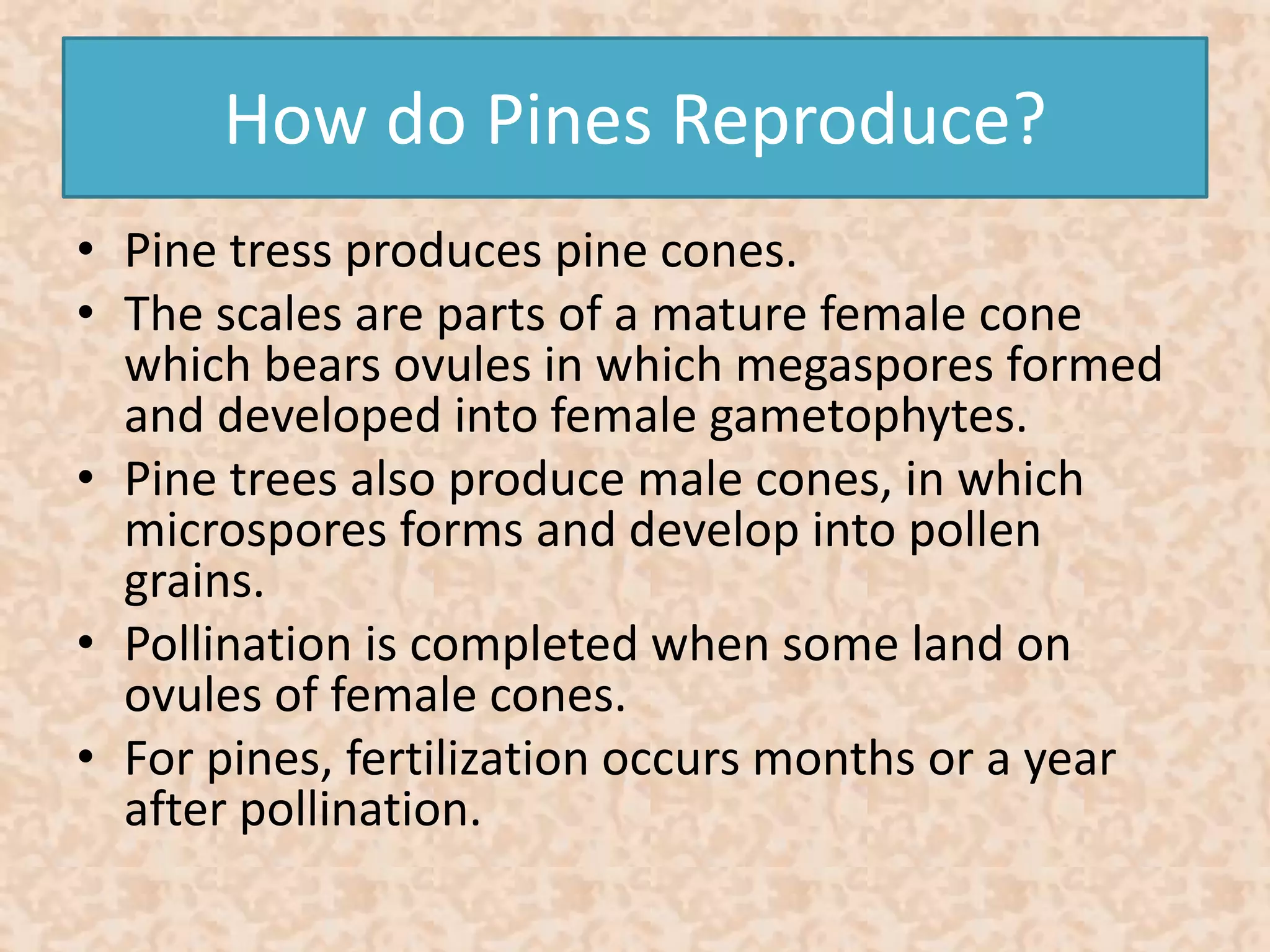 How do Pines Reproduce? 
• Pine tress produces pine cones. 
• The scales are parts of a mature female cone 
which bears ovules in which megaspores formed 
and developed into female gametophytes. 
• Pine trees also produce male cones, in which 
microspores forms and develop into pollen 
grains. 
• Pollination is completed when some land on 
ovules of female cones. 
• For pines, fertilization occurs months or a year 
after pollination. 
 