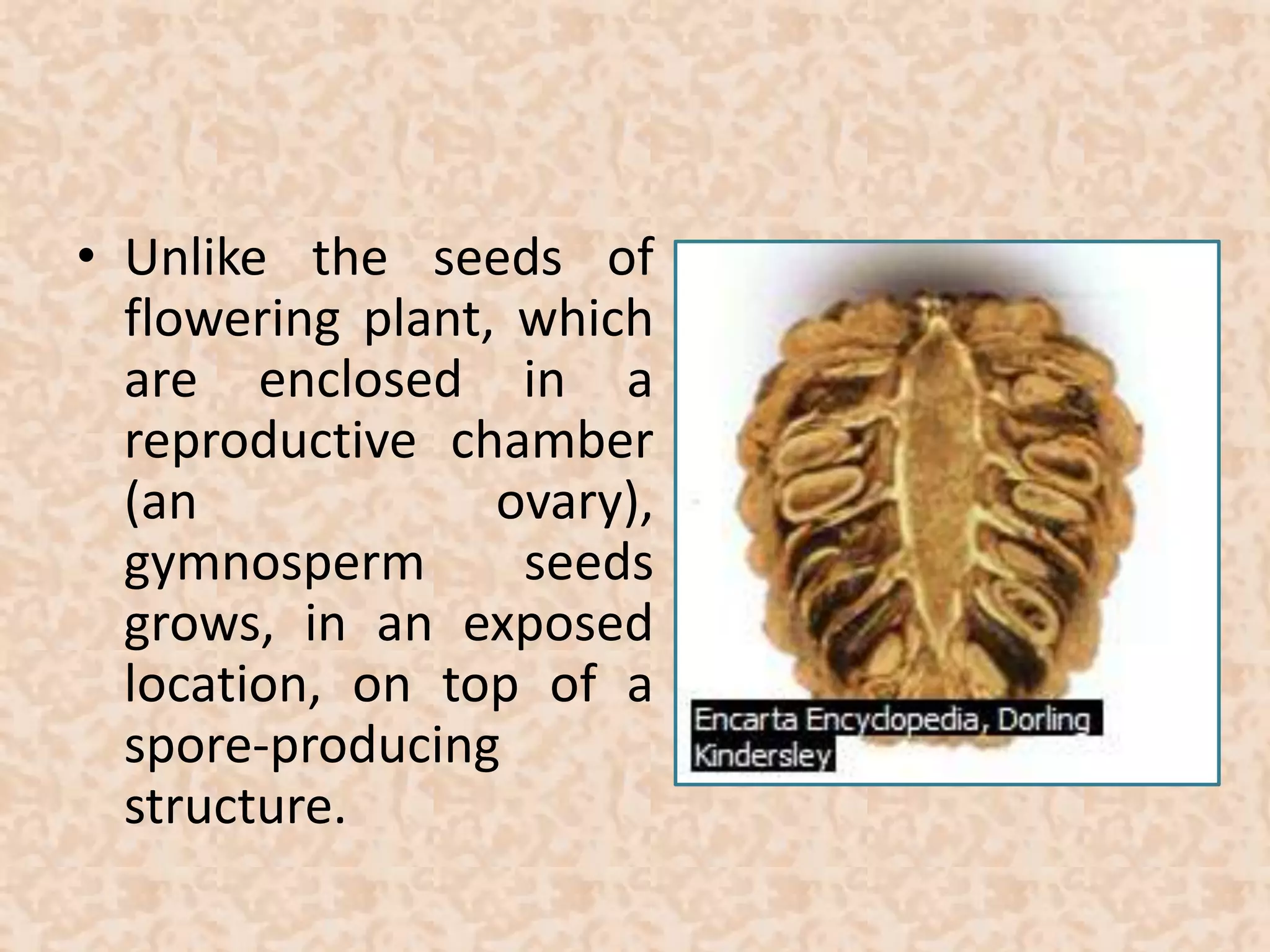 • Unlike the seeds of 
flowering plant, which 
are enclosed in a 
reproductive chamber 
(an ovary), 
gymnosperm seeds 
grows, in an exposed 
location, on top of a 
spore-producing 
structure. 
 