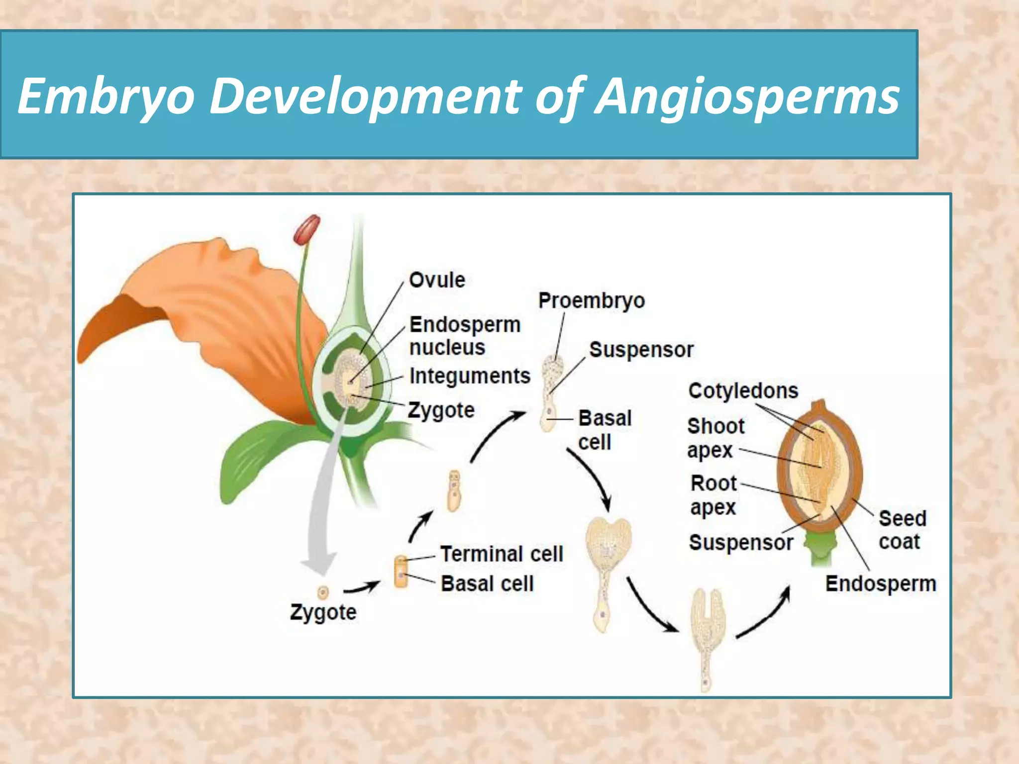Embryo Development of Angiosperms 
 