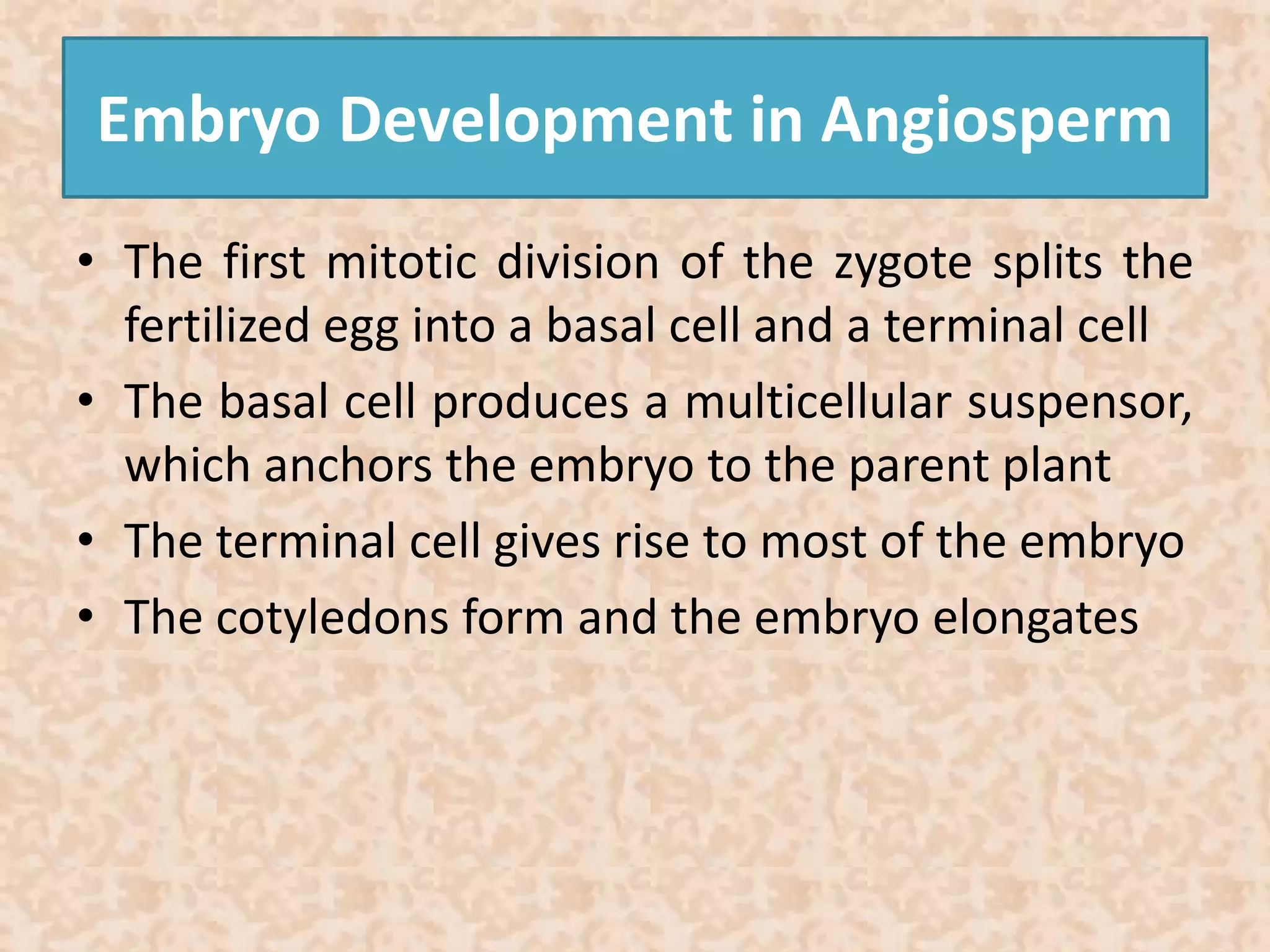 Embryo Development in Angiosperm 
• The first mitotic division of the zygote splits the 
fertilized egg into a basal cell and a terminal cell 
• The basal cell produces a multicellular suspensor, 
which anchors the embryo to the parent plant 
• The terminal cell gives rise to most of the embryo 
• The cotyledons form and the embryo elongates 
 