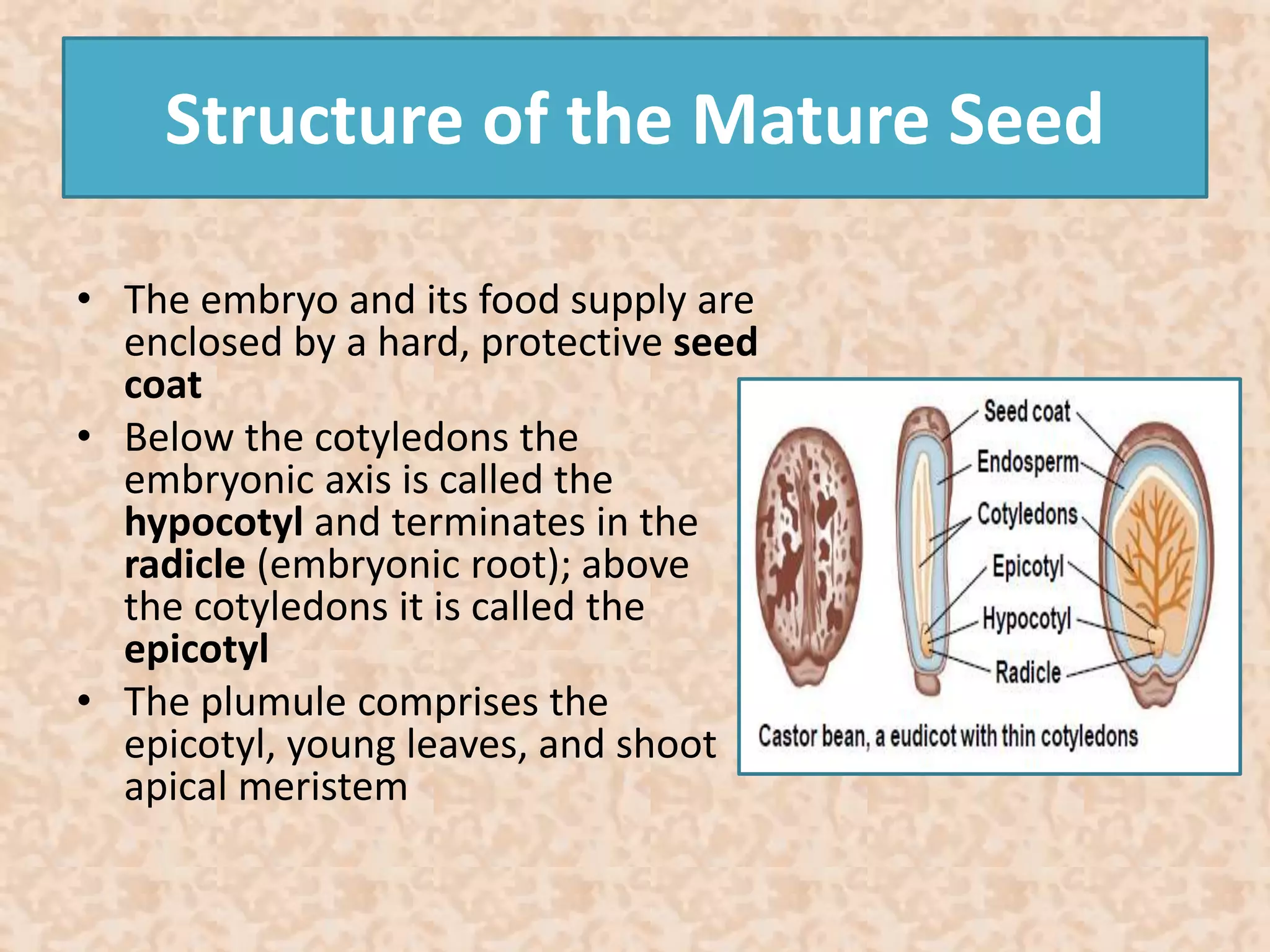 Structure of the Mature Seed 
• The embryo and its food supply are 
enclosed by a hard, protective seed 
coat 
• Below the cotyledons the 
embryonic axis is called the 
hypocotyl and terminates in the 
radicle (embryonic root); above 
the cotyledons it is called the 
epicotyl 
• The plumule comprises the 
epicotyl, young leaves, and shoot 
apical meristem 
 