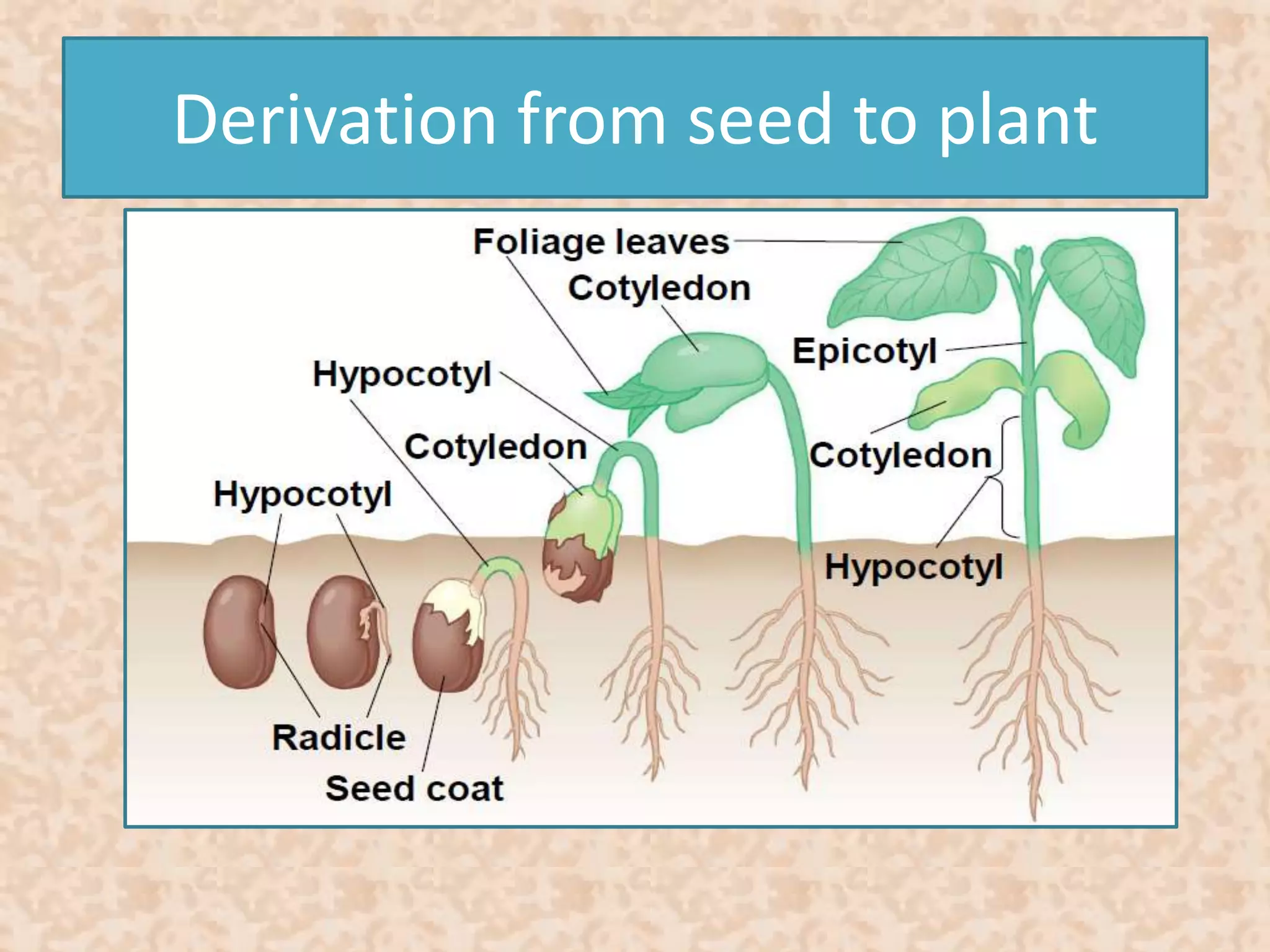 Derivation from seed to plant 
 