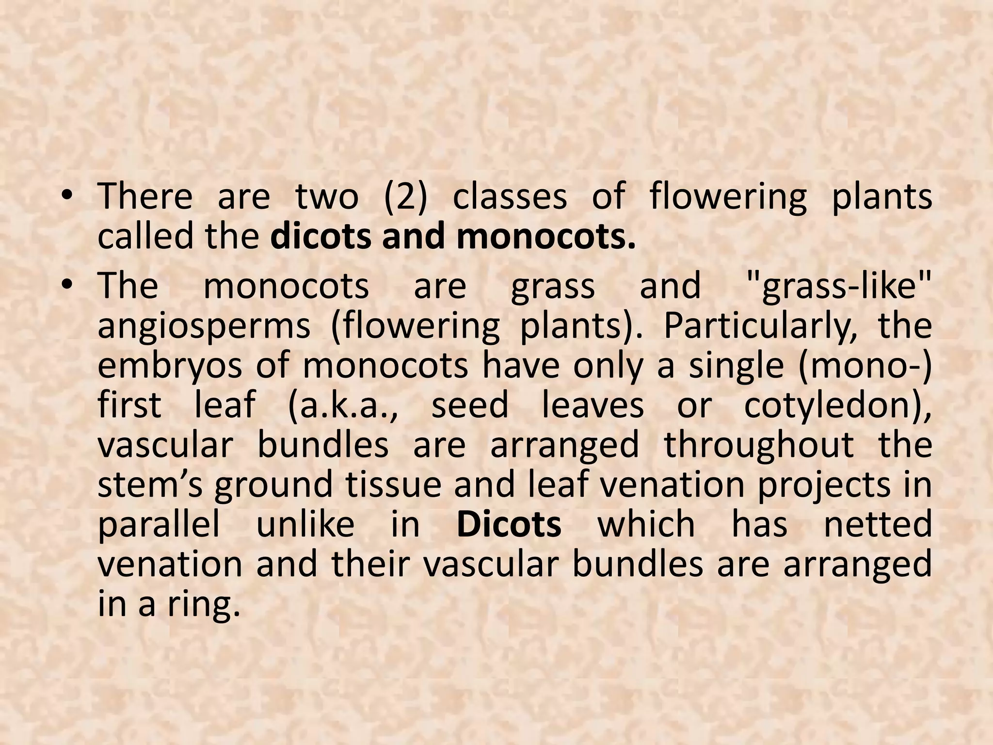• There are two (2) classes of flowering plants 
called the dicots and monocots. 
• The monocots are grass and "grass-like" 
angiosperms (flowering plants). Particularly, the 
embryos of monocots have only a single (mono-) 
first leaf (a.k.a., seed leaves or cotyledon), 
vascular bundles are arranged throughout the 
stem’s ground tissue and leaf venation projects in 
parallel unlike in Dicots which has netted 
venation and their vascular bundles are arranged 
in a ring. 
 