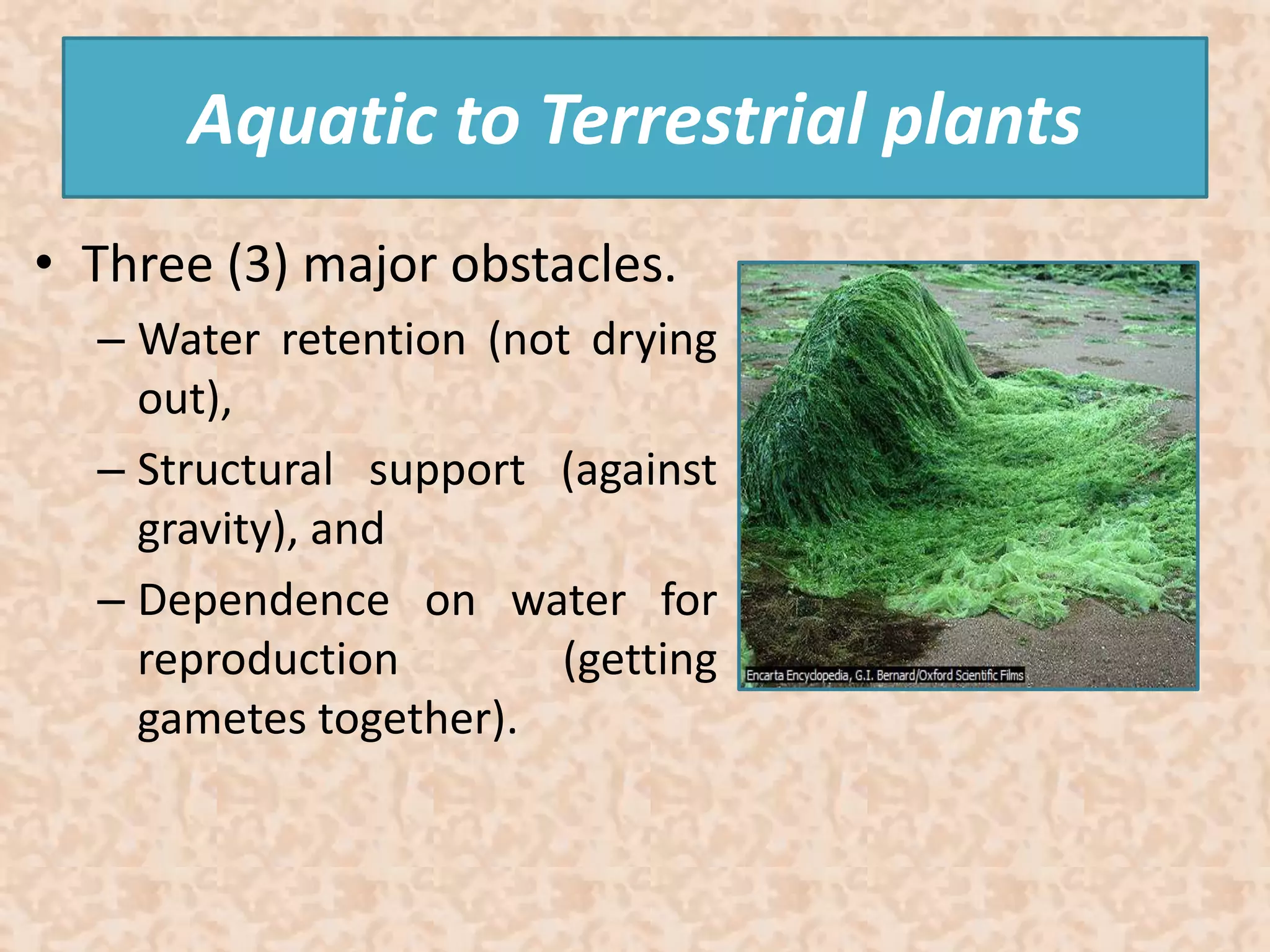 Aquatic to Terrestrial plants 
• Three (3) major obstacles. 
– Water retention (not drying 
out), 
– Structural support (against 
gravity), and 
– Dependence on water for 
reproduction (getting 
gametes together). 
 