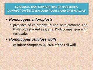 EVIDENCES THAT SUPPORT THE PHYLOGENETIC 
CONNECTION BETWEEN LAND PLANTS AND GREEN ALGAE 
• Homologous chloroplasts 
• presence of chlorophyll b and beta-carotene and 
thylakoids stacked as grana. DNA comparison with 
terrestrial. 
• Homologous cellulose walls 
– cellulose comprises 20-26% of the cell wall. 
 
