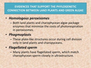 EVIDENCES THAT SUPPORT THE PHYLOGENETIC 
CONNECTION BETWEEN LAND PLANTS AND GREEN ALGAE 
• Homologous peroxisomes 
– Both land plants and charophycean algae package 
enzymes that minimize the costs of photorespiration 
in peroxisomes. 
• Phagmoplasts 
– These plate-like structures occur during cell division 
only in land plants and charopyceans. 
• Flagellated sperm 
– Many plants have flagellated sperm, which match 
charophycean sperm closely in ultrastructure. 
 