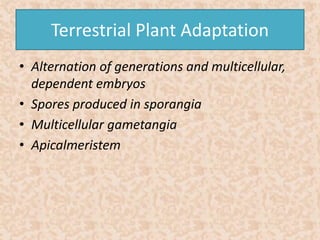 Terrestrial Plant Adaptation 
• Alternation of generations and multicellular, 
dependent embryos 
• Spores produced in sporangia 
• Multicellular gametangia 
• Apicalmeristem 
 