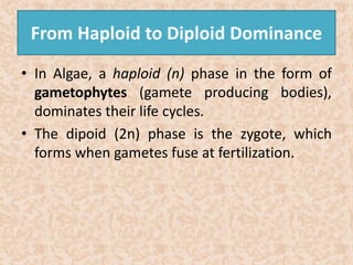 From Haploid to Diploid Dominance 
• In Algae, a haploid (n) phase in the form of 
gametophytes (gamete producing bodies), 
dominates their life cycles. 
• The dipoid (2n) phase is the zygote, which 
forms when gametes fuse at fertilization. 
 