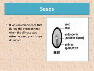 Seeds 
• It was no coincidence that 
during the Permian time 
when the climate was 
extreme, seed plants rose 
dominant. 
 