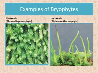 Examples of Bryophytes 
Liverworts 
(Phylum Hephaeophyta) 
Hornworts 
(Phylum Anthoceraphyta) 
 