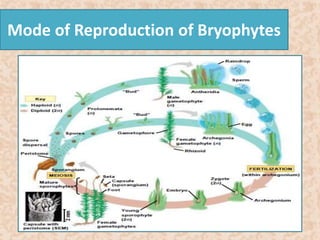 Mode of Reproduction of Bryophytes 
 