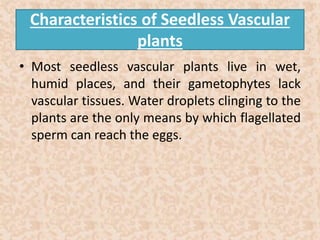 Characteristics of Seedless Vascular 
plants 
• Most seedless vascular plants live in wet, 
humid places, and their gametophytes lack 
vascular tissues. Water droplets clinging to the 
plants are the only means by which flagellated 
sperm can reach the eggs. 
 