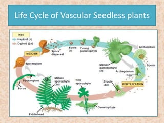 Life Cycle of Vascular Seedless plants 
 