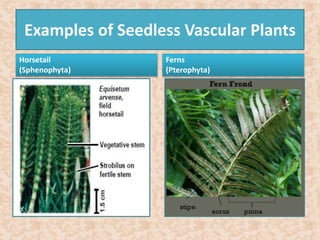Examples of Seedless Vascular Plants 
Horsetail 
(Sphenophyta) 
Ferns 
(Pterophyta) 
 