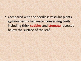 • Compared with the seedless vascular plants, 
gymnosperms had water conserving traits, 
including thick cuticles and stomata recessed 
below the surface of the leaf. 
 