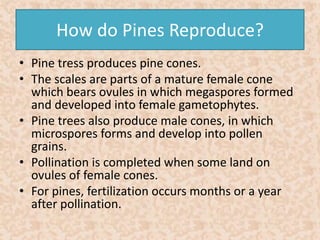 How do Pines Reproduce? 
• Pine tress produces pine cones. 
• The scales are parts of a mature female cone 
which bears ovules in which megaspores formed 
and developed into female gametophytes. 
• Pine trees also produce male cones, in which 
microspores forms and develop into pollen 
grains. 
• Pollination is completed when some land on 
ovules of female cones. 
• For pines, fertilization occurs months or a year 
after pollination. 
 