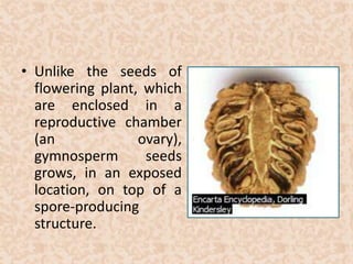 • Unlike the seeds of 
flowering plant, which 
are enclosed in a 
reproductive chamber 
(an ovary), 
gymnosperm seeds 
grows, in an exposed 
location, on top of a 
spore-producing 
structure. 
 