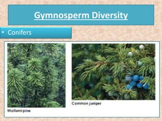 Gymnosperm Diversity 
• Conifers 
 