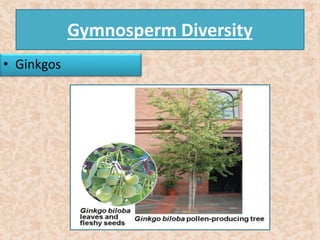 Gymnosperm Diversity 
• Ginkgos 
 