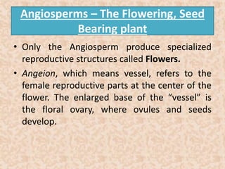 Angiosperms – The Flowering, Seed 
Bearing plant 
• Only the Angiosperm produce specialized 
reproductive structures called Flowers. 
• Angeion, which means vessel, refers to the 
female reproductive parts at the center of the 
flower. The enlarged base of the “vessel” is 
the floral ovary, where ovules and seeds 
develop. 
 
