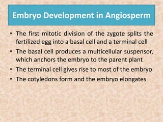 Embryo Development in Angiosperm 
• The first mitotic division of the zygote splits the 
fertilized egg into a basal cell and a terminal cell 
• The basal cell produces a multicellular suspensor, 
which anchors the embryo to the parent plant 
• The terminal cell gives rise to most of the embryo 
• The cotyledons form and the embryo elongates 
 