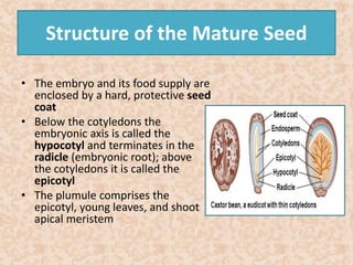 Structure of the Mature Seed 
• The embryo and its food supply are 
enclosed by a hard, protective seed 
coat 
• Below the cotyledons the 
embryonic axis is called the 
hypocotyl and terminates in the 
radicle (embryonic root); above 
the cotyledons it is called the 
epicotyl 
• The plumule comprises the 
epicotyl, young leaves, and shoot 
apical meristem 
 