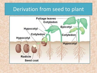 Derivation from seed to plant 
 