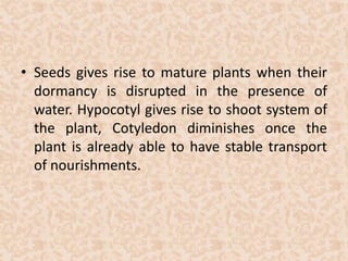 • Seeds gives rise to mature plants when their 
dormancy is disrupted in the presence of 
water. Hypocotyl gives rise to shoot system of 
the plant, Cotyledon diminishes once the 
plant is already able to have stable transport 
of nourishments. 
 