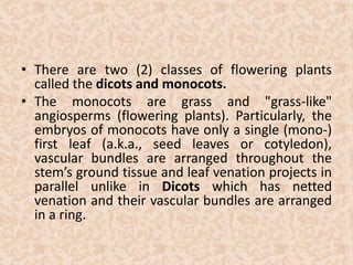 • There are two (2) classes of flowering plants 
called the dicots and monocots. 
• The monocots are grass and "grass-like" 
angiosperms (flowering plants). Particularly, the 
embryos of monocots have only a single (mono-) 
first leaf (a.k.a., seed leaves or cotyledon), 
vascular bundles are arranged throughout the 
stem’s ground tissue and leaf venation projects in 
parallel unlike in Dicots which has netted 
venation and their vascular bundles are arranged 
in a ring. 
 