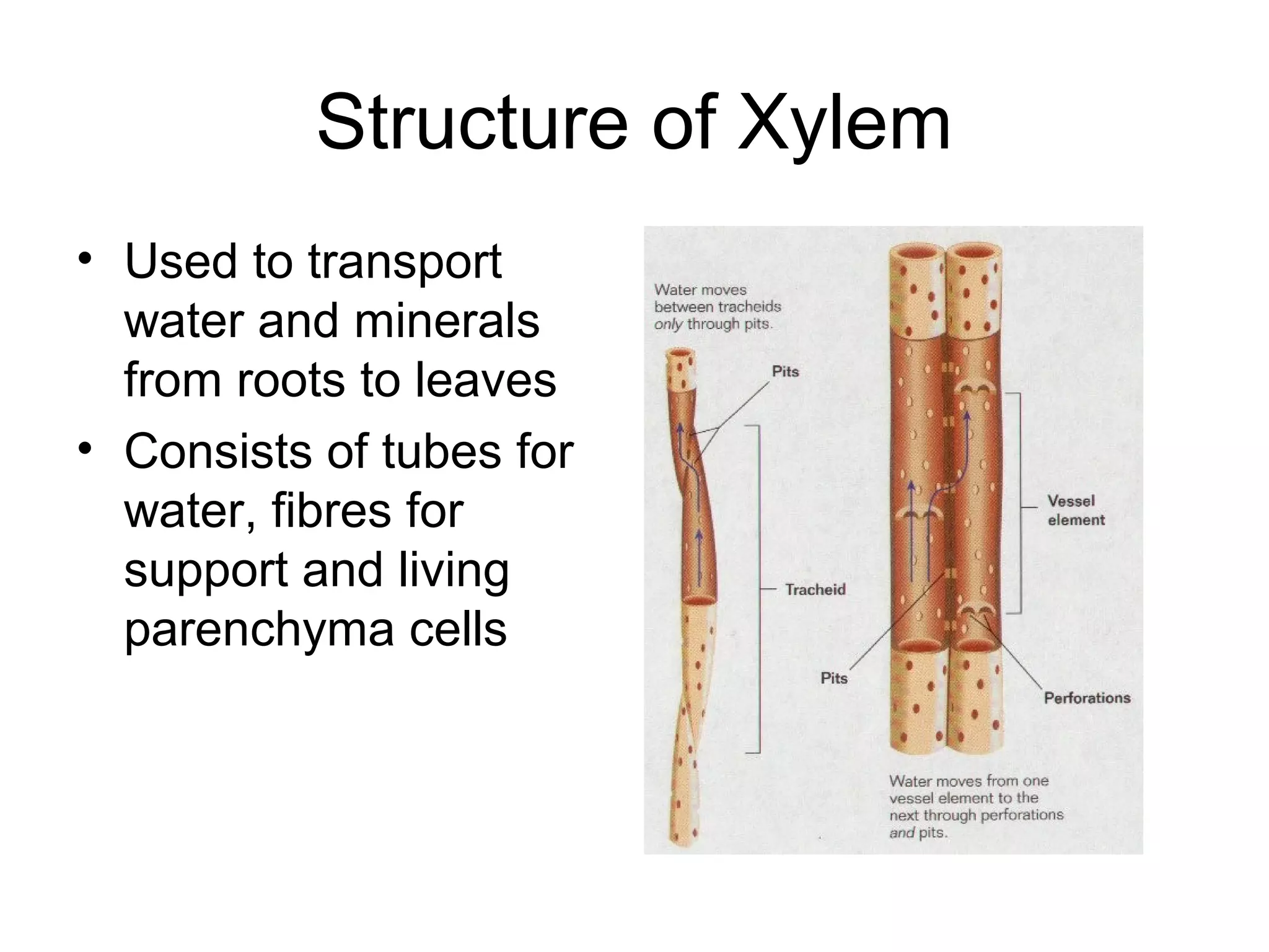 Structure of Xylem
• Used to transport
water and minerals
from roots to leaves
• Consists of tubes for
water, fibres for
support and living
parenchyma cells
 