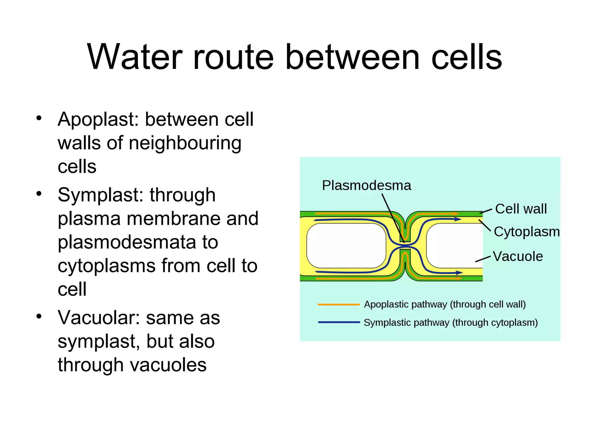 Water route between cells
• Apoplast: between cell
walls of neighbouring
cells
• Symplast: through
plasma membrane and
plasmodesmata to
cytoplasms from cell to
cell
• Vacuolar: same as
symplast, but also
through vacuoles
 