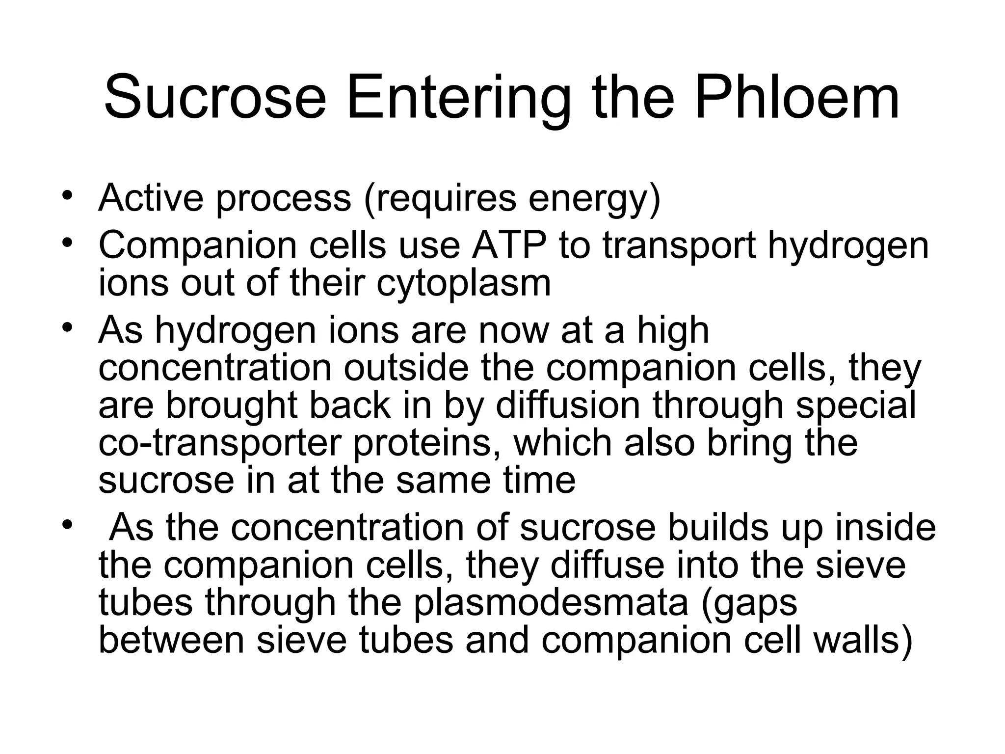 Sucrose Entering the Phloem
• Active process (requires energy)
• Companion cells use ATP to transport hydrogen
ions out of their cytoplasm
• As hydrogen ions are now at a high
concentration outside the companion cells, they
are brought back in by diffusion through special
co-transporter proteins, which also bring the
sucrose in at the same time
• As the concentration of sucrose builds up inside
the companion cells, they diffuse into the sieve
tubes through the plasmodesmata (gaps
between sieve tubes and companion cell walls)
 
