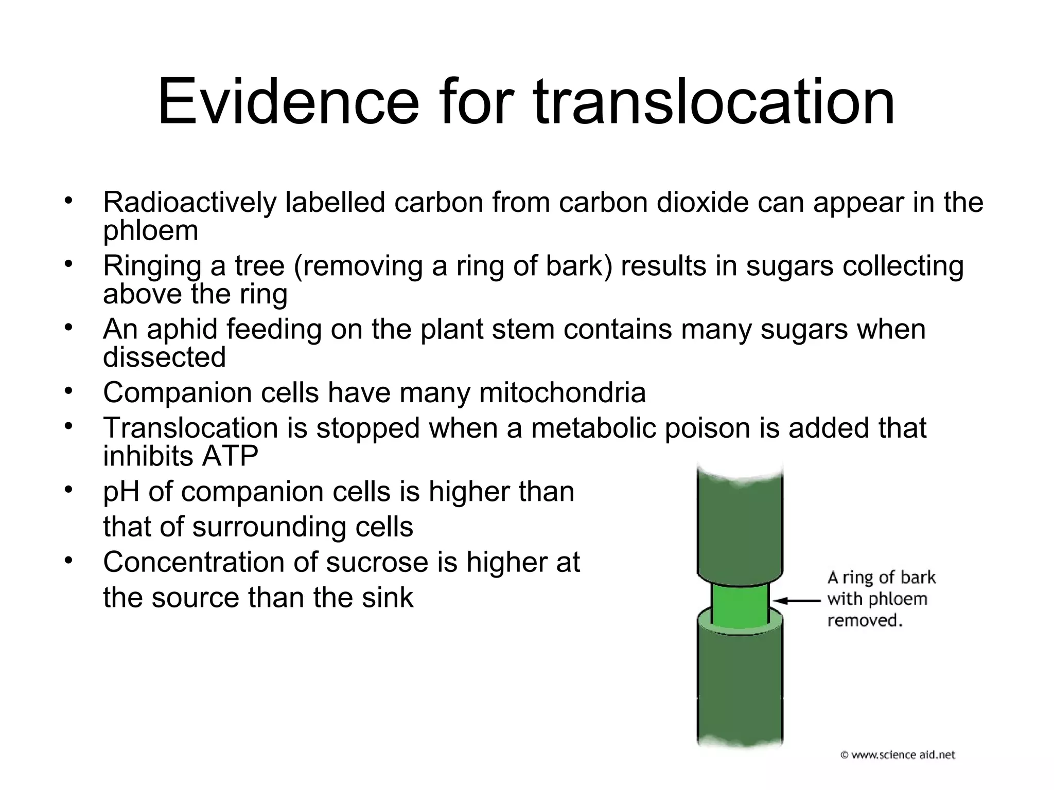 Evidence for translocation
• Radioactively labelled carbon from carbon dioxide can appear in the
phloem
• Ringing a tree (removing a ring of bark) results in sugars collecting
above the ring
• An aphid feeding on the plant stem contains many sugars when
dissected
• Companion cells have many mitochondria
• Translocation is stopped when a metabolic poison is added that
inhibits ATP
• pH of companion cells is higher than
that of surrounding cells
• Concentration of sucrose is higher at
the source than the sink
 