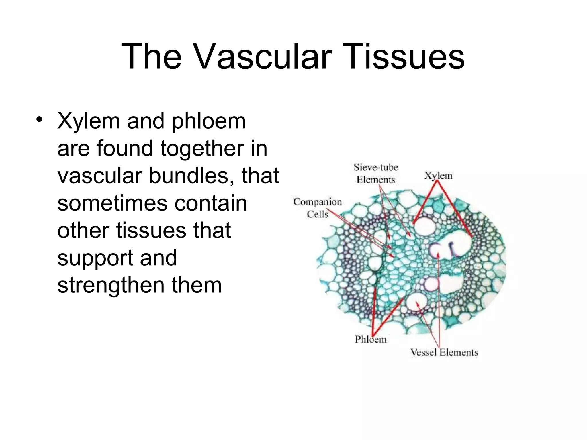 The Vascular Tissues
• Xylem and phloem
are found together in
vascular bundles, that
sometimes contain
other tissues that
support and
strengthen them
 