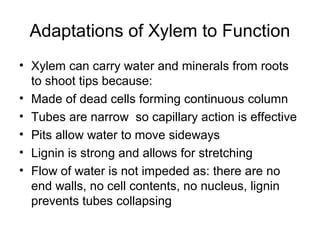 Adaptations of Xylem to Function
• Xylem can carry water and minerals from roots
to shoot tips because:
• Made of dead cells forming continuous column
• Tubes are narrow so capillary action is effective
• Pits allow water to move sideways
• Lignin is strong and allows for stretching
• Flow of water is not impeded as: there are no
end walls, no cell contents, no nucleus, lignin
prevents tubes collapsing
 