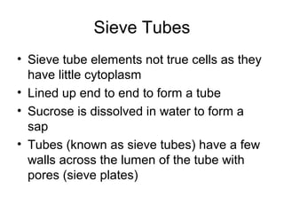 Sieve Tubes
• Sieve tube elements not true cells as they
have little cytoplasm
• Lined up end to end to form a tube
• Sucrose is dissolved in water to form a
sap
• Tubes (known as sieve tubes) have a few
walls across the lumen of the tube with
pores (sieve plates)
 